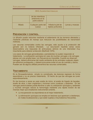 PAPILOMATOSIS CLÍNICA DE LOS BOVINOS I
MVZ. FILEMÓN CRUZ CEBALLOS
10
de los miembros
anteriores en la
parte exterior
Miasis Cualquier parte del
cuerpo
Infesta la piel de
tejidos profundos
Larvas y moscas
PREVENCIÓN Y CONTROL.
La difusión puede reducirse mediante el aislamiento de los terneros afectados y
mediante prácticas de manejo que reduzcan las posibilidades de transmisión
indirecta.
Las vacunas comerciales contra las verrugas, esto ayuda a la protección del
ganado aún no todavía infectado. La vacunación repetida varias veces
desencadena una respuesta de anticuerpos séricos de una intensidad muy
importante para obtener protección (Barthold 1976).
Los casos de verrugas generalizadas y persistentes no suelen responder al
tratamiento. La extirpación quirúrgica en caso de muchas verrugas o de verrugas
planas con una amplia base, con frecuencia es imposible. Cuando se observan
verrugas, deberá eliminarse del medio ambiente de los animales cualquier objeto
de extremos puntiagudos, y deberá procurarse evitar el uso de cuerdas y clavos.
Pueden ser de alguna utilidad preventiva las vacunas comerciales.
TRATAMIENTO
En la fibropapilomatosis simple no complicada, las lesiones regresan de forma
espontánea y no es preciso tratamiento. El hecho de que las verrugas se curan
espontáneamente.
En los bovinos a veces se usan aceite de ricino, el aceite de hígado de bacalao,
aceite de oliva, o bien ungüentos y lociones como curativas y sedantes. En las
verrugas pedunculadas puede llevarse a cabo su extirpación quirúrgica y sedantes
y muchas verrugas reduce la hemorragia mediante una rápida torsión de las
mismas mejor que empleando instrumental cortante.
La recuperación es espontánea es el mejor tratamiento.
La eliminación quirúrgica se emplea en lesiones que aparecen a destiempo,
en malas localizaciones y que están sujetas a traumatismos frecuentes.
 