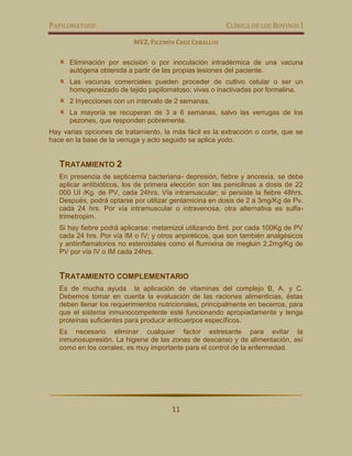 PAPILOMATOSIS CLÍNICA DE LOS BOVINOS I
MVZ. FILEMÓN CRUZ CEBALLOS
11
Eliminación por escisión o por inoculación intradérmica de una vacuna
autógena obtenida a partir de las propias lesiones del paciente.
Las vacunas comerciales pueden proceder de cultivo celular o ser un
homogeneizado de tejido papilomatoso; vivas o inactivadas por formalina.
2 Inyecciones con un intervalo de 2 semanas.
La mayoría se recuperan de 3 a 6 semanas, salvo las verrugas de los
pezones, que responden pobremente.
Hay varias opciones de tratamiento, la más fácil es la extracción o corte, que se
hace en la base de la verruga y acto seguido se aplica yodo.
TRATAMIENTO 2
En presencia de septicemia bacteriana- depresión, fiebre y anorexia, se debe
aplicar antibióticos, los de primera elección son las penicilinas a dosis de 22
000 UI /Kg. de PV, cada 24hrs. Vía intramuscular; si persiste la fiebre 48hrs.
Después, podrá optarse por utilizar gentamicina en dosis de 2 a 3mg/Kg de Pv.
cada 24 hrs. Por vía intramuscular o intravenosa, otra alternativa es sulfa-
trimetropim.
Si hay fiebre podrá aplicarse: metamizol utilizando 8ml. por cada 100Kg de PV
cada 24 hrs. Por vía IM o IV; y otros anpiréticos, que son también analgésicos
y antiinflamatorios no esteroídales como el flumixina de megluin 2,2mg/Kg de
PV por vía IV o IM cada 24hrs.
TRATAMIENTO COMPLEMENTARIO
Es de mucha ayuda la aplicación de vitaminas del complejo B, A, y C.
Debemos tomar en cuenta la evaluación de las raciones alimenticias, éstas
deben llenar los requerimientos nutricionales, principalmente en becerros, para
que el sistema inmunocompetente esté funcionando apropiadamente y tenga
proteínas suficientes para producir anticuerpos específicos.
Es necesario eliminar cualquier factor estresante para evitar la
inmunosupresión. La higiene de las zonas de descanso y de alimentación, así
como en los corrales, es muy importante para el control de la enfermedad.
 