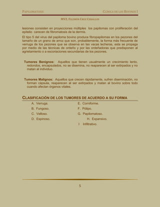 PAPILOMATOSIS CLÍNICA DE LOS BOVINOS I
MVZ. FILEMÓN CRUZ CEBALLOS
5
lesiones consisten en proyecciones múltiples los papilomas con proliferación del
epitelio carecen de fibromatosis de la dermis.
El tipo 5 del virus del papiloma bovino produce fibropapilomas en los pezones del
tamaño de un grano de arroz que son, probablemente, la forma más frecuente de
verruga de los pezones que se observa en las vacas lecheras, esta se propaga
por medio de las técnicas de ordeño y por las ordeñadoras que predisponen al
agrietamiento o a escoriaciones secundarias de los pezones.
Tumores Benignos: Aquellos que tienen usualmente un crecimiento lento,
redondos, encapsulados, no se disemina, no reaparecen al ser extirpados y no
matan al individuo.
Tumores Malignos: Aquellos que crecen rápidamente, sufren diseminación, no
forman cápsula, reaparecen al ser extirpados y matan al bovino sobre todo
cuando afectan órganos vitales.
CLASIFICACIÓN DE LOS TUMORES DE ACUERDO A SU FORMA
A. Verruga. E. Corniforme.
B. Fungoso. F. Pólipo.
C. Velloso. G. Papilomatoso.
D. Espinoso. H. Expansivo.
I Infiltrativo.
 