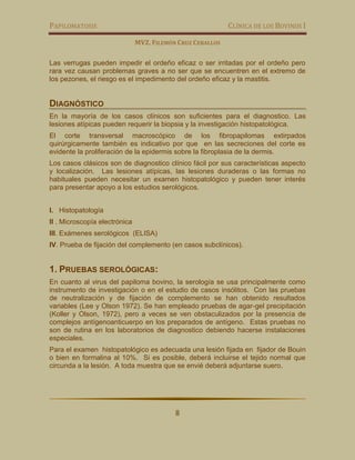 PAPILOMATOSIS CLÍNICA DE LOS BOVINOS I
MVZ. FILEMÓN CRUZ CEBALLOS
8
Las verrugas pueden impedir el ordeño eficaz o ser irritadas por el ordeño pero
rara vez causan problemas graves a no ser que se encuentren en el extremo de
los pezones, el riesgo es el impedimento del ordeño eficaz y la mastitis.
DIAGNÓSTICO
En la mayoría de los casos clínicos son suficientes para el diagnostico. Las
lesiones atípicas pueden requerir la biopsia y la investigación histopatológica.
El corte transversal macroscópico de los fibropapilomas extirpados
quirúrgicamente también es indicativo por que en las secreciones del corte es
evidente la proliferación de la epidermis sobre la fibroplasia de la dermis.
Los casos clásicos son de diagnostico clínico fácil por sus características aspecto
y localización. Las lesiones atípicas, las lesiones duraderas o las formas no
habituales pueden necesitar un examen histopatológico y pueden tener interés
para presentar apoyo a los estudios serológicos.
I. Histopatología
II . Microscopía electrónica
III. Exámenes serológicos (ELISA)
IV. Prueba de fijación del complemento (en casos subclínicos).
1. PRUEBAS SEROLÓGICAS:
En cuanto al virus del papiloma bovino, la serología se usa principalmente como
instrumento de investigación o en el estudio de casos insólitos. Con las pruebas
de neutralización y de fijación de complemento se han obtenido resultados
variables (Lee y Olson 1972). Se han empleado pruebas de agar-gel precipitación
(Koller y Olson, 1972), pero a veces se ven obstaculizados por la presencia de
complejos antígenoanticuerpo en los preparados de antígeno. Estas pruebas no
son de rutina en los laboratorios de diagnostico debiendo hacerse instalaciones
especiales.
Para el examen histopatológico es adecuada una lesión fijada en fijador de Bouin
o bien en formalina al 10%. Si es posible, deberá incluirse el tejido normal que
circunda a la lesión. A toda muestra que se envié deberá adjuntarse suero.
 