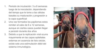 1. Periodo de incubación: 3 a 8 semanas
luego de la inoculación, dependiendo
del tiempo que le tome a las células
basales su maduración y progresión a
la capa superficial
2. Una vez formados los papilomas estos
remiten al cabo de 6 a 12 semanas,
aunque en ciertos casos pueden llegar
a persistir durante dos años
3. Debido a que la replicación viral ocurre
mayormente en las capas epiteliales
externas en ausencia de lisis celular,
existe solo una estimulación débil del
sistema inmunológico.
 