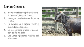 Signos Clínicos.
1. Tiene predilección por el epitelio
superficial (piel y mucosa).
2. Verrugas pendulosas en forma de
coliflor.
3. Se localiza en la cabeza, cuello, y
alrededor de los ojos.
4. La piel se torna gruesa y rugosa
con caída del pelo.
5. Las ubres y pezones rara vez son
afectados.
 