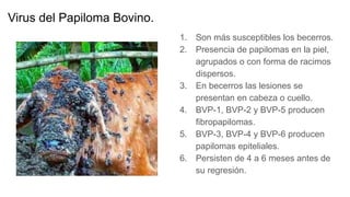 Virus del Papiloma Bovino.
1. Son más susceptibles los becerros.
2. Presencia de papilomas en la piel,
agrupados o con forma de racimos
dispersos.
3. En becerros las lesiones se
presentan en cabeza o cuello.
4. BVP-1, BVP-2 y BVP-5 producen
fibropapilomas.
5. BVP-3, BVP-4 y BVP-6 producen
papilomas epiteliales.
6. Persisten de 4 a 6 meses antes de
su regresión.
 