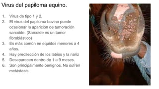 Virus del papiloma equino.
1. Virus de tipo 1 y 2.
2. El virus del papiloma bovino puede
ocasionar la aparición de tumoración
sarcoide. (Sarcoide es un tumor
fibroblástico)
3. Es más común en equidos menores a 4
años.
4. Hay predilección de los labios y la nariz
5. Desaparecen dentro de 1 a 9 meses.
6. Son principalmente benignos. No sufren
metástasis
 