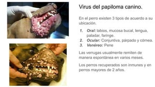 Virus del papiloma canino.
En el perro existen 3 tipos de acuerdo a su
ubicación.
1. Oral: labios, mucosa bucal, lengua,
paladar, faringe.
2. Ocular: Conjuntiva, párpado y córnea.
3. Venéreo: Pene
Las verrugas usualmente remiten de
manera espontánea en varios meses.
Los perros recuperados son inmunes y en
perros mayores de 2 años.
 