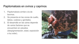 Papilomatosis en ovinos y caprinos
1. Papilomatosis similar a la de
bovinos.
2. Se presenta en las zonas de cuello,
labios, cutáneo y genitales.
3. El desarrollo en las ubres depende
de varios factores que se
encuentran en estudios
(despigmentación, edad, exposición
a luz solar).
 