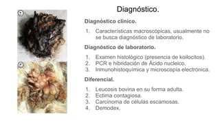 Diagnóstico.
Diagnóstico clínico.
1. Características macroscópicas, usualmente no
se busca diagnóstico de laboratorio.
Diagnóstico de laboratorio.
1. Examen histológico (presencia de koilocitos).
2. PCR e hibridación de Ácido nucleico.
3. Inmunohistoquímica y microscopía electrónica.
Diferencial.
1. Leucosis bovina en su forma adulta.
2. Ectima contagiosa.
3. Carcinoma de células escamosas.
4. Demodex.
 