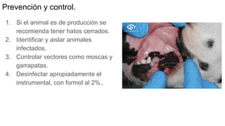 Prevención y control.
1. Si el animal es de producción se
recomienda tener hatos cerrados.
2. Identificar y aislar animales
infectados.
3. Controlar vectores como moscas y
garrapatas.
4. Desinfectar apropiadamente el
instrumental, con formol al 2%..
 