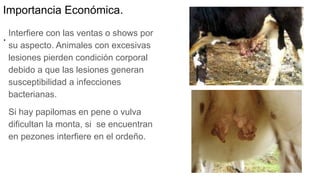 Importancia Económica.
. Interfiere con las ventas o shows por
su aspecto. Animales con excesivas
lesiones pierden condición corporal
debido a que las lesiones generan
susceptibilidad a infecciones
bacterianas.
Si hay papilomas en pene o vulva
dificultan la monta, si se encuentran
en pezones interfiere en el ordeño.
 
