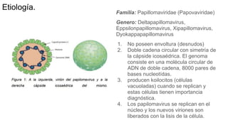 Etiología.
Familia: Papillomaviridae (Papovaviridae)
Genero: Deltapapillomavirus,
Eppsilonpapillomavirus, Xipapillomavirus,
Dyokappapapillomavirus
1. No poseen envoltura (desnudos)
2. Doble cadena circular con simetría de
la cápside icosaédrica. El genoma
consiste en una molécula circular de
ADN de doble cadena, 8000 pares de
bases nucleotídas.
3. producen koilocitos (células
vacuoladas) cuando se replican y
estas células tienen importancia
diagnóstica.
4. Los papilomavirus se replican en el
núcleo y los nuevos viriones son
liberados con la lisis de la célula.
 