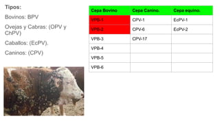 Tipos:
Bovinos: BPV
Ovejas y Cabras: (OPV y
ChPV)
Caballos: (EcPV).
Caninos: (CPV)
Cepa Bovino Cepa Canino. Cepa equino.
VPB-1 CPV-1 EcPV-1
VPB-2 CPV-6 EcPV-2
VPB-3 CPV-17
VPB-4
VPB-5
VPB-6
 