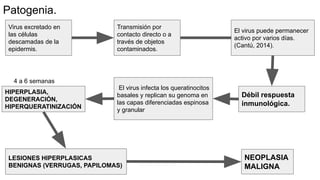 Patogenia.
Virus excretado en
las células
descamadas de la
epidermis.
Transmisión por
contacto directo o a
través de objetos
contaminados.
El virus puede permanecer
activo por varios días.
(Cantú, 2014).
Débil respuesta
inmunológica.
El virus infecta los queratinocitos
basales y replican su genoma en
las capas diferenciadas espinosa
y granular
HIPERPLASIA,
DEGENERACIÓN,
HIPERQUERATINIZACIÓN
4 a 6 semanas
LESIONES HIPERPLASICAS
BENIGNAS (VERRUGAS, PAPILOMAS)
NEOPLASIA
MALIGNA
 