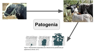 Patogenia
 