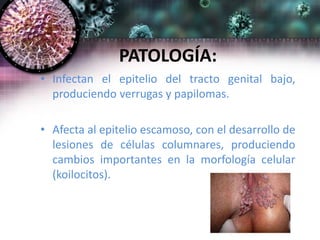PATOLOGÍA:
• Infectan el epitelio del tracto genital bajo,
produciendo verrugas y papilomas.
• Afecta al epitelio escamoso, con el desarrollo de
lesiones de células columnares, produciendo
cambios importantes en la morfología celular
(koilocitos).
 