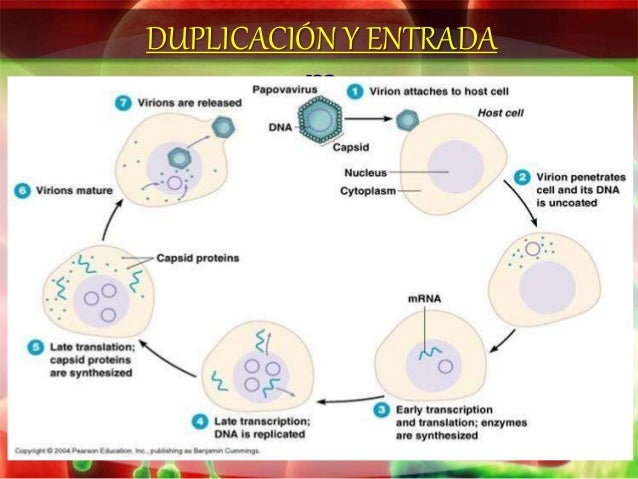 Ciclo De Vida Del Papiloma Humano - kulturaupice