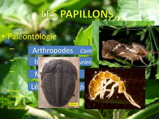 •   Définition

• Paléontologie
     –             Arthropodes Cambrien > -500MA
     –             Insectes   Silurien - 450MA
     –              Mécoptères      Permien – 280MA
     –             Lépidoptères   fin du Crétacé 100MA
•   Biologie
•   Ethologie
•   Collecte
•   Systématique
 