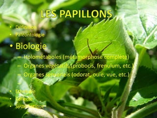 • Définition
• Paléontologie

• Biologie
   – Holométaboles (métamorphose complète)
   – Organes végétatifs (probocis, frenulum, etc.)
   – Organes sensoriels (odorat, ouie, vue, etc.)
   –
• Ethologie
• Collecte
• Systématique
 