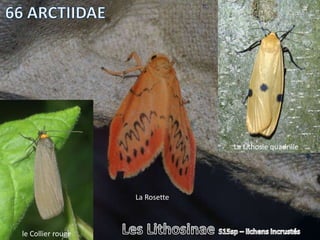 La Lithosie quadrille




                   La Rosette



le Collier rouge
 