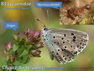 Myrmica sabuleti




Origan
 