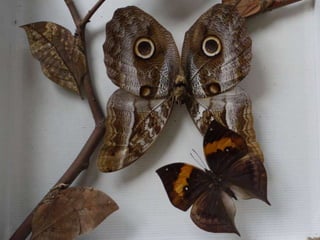 Papilons mus e vert 2012  1