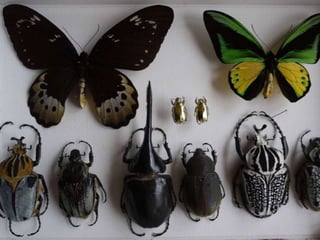 Papilons mus e vert 2012  1