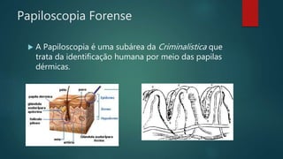 Papiloscopia Forense
 A Papiloscopia é uma subárea da Criminalística que
trata da identificação humana por meio das papilas
dérmicas.
 