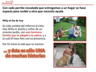 Con cada perrito rescatado que entregamos a un hogar se hace
espacio para recibir a otro que necesita ayuda

Willy el dia de hoy

Su vida cambió del infierno al cielo.
Hoy Willy es dueño y señor de un
enorme jardín, con una hermosa
familia que lo adoptó y lo adora, y a
la cuál él hace feliz con su presencia.
Por fin tiene la vida que se merece.
 