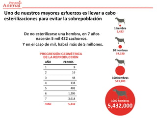 Uno de nuestros mayores esfuerzos es llevar a cabo
esterilizaciones para evitar la sobrepoblación
                                                           1 hembra
                                                             5,432
         De no esterilizarse una hembra, en 7 años
                nacerán 5 mil 432 cachorros.
        Y en el caso de mil, habrá más de 5 millones.
                                                          10 hembras
                 PROGRESIÓN GEOMÉTRICA                      54,320
                   DE LA REPRODUCCIÓN
                    AÑO       PERROS
                    1                  8
                    2              16
                    3              48                    100 hembras
                                                           543,200
                    4             134
                    5             402
                    6            1,206
                    7            3,618
                                                         1000 hembras
                    Total        5,432
                                                        5,432,000
 