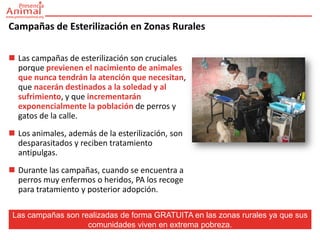 Campañas de Esterilización en Zonas Rurales

 Las campañas de esterilización son cruciales
  porque previenen el nacimiento de animales
  que nunca tendrán la atención que necesitan,
  que nacerán destinados a la soledad y al
  sufrimiento, y que incrementarán
  exponencialmente la población de perros y
  gatos de la calle.
 Los animales, además de la esterilización, son
  desparasitados y reciben tratamiento
  antipulgas.
 Durante las campañas, cuando se encuentra a
  perros muy enfermos o heridos, PA los recoge
  para tratamiento y posterior adopción.

 Las campañas son realizadas de forma GRATUITA en las zonas rurales ya que sus
                    comunidades viven en extrema pobreza.
 