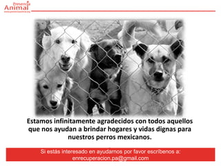 Estamos infinitamente agradecidos con todos aquellos
que nos ayudan a brindar hogares y vidas dignas para
             nuestros perros mexicanos.
                          .
    Si estás interesado en ayudarnos por favor escríbenos a:
                  enrecuperacion.pa@gmail.com
 
