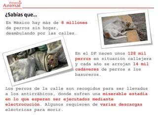 ¿Sabías que…
En México hay más de 8 millones
de perros sin hogar,
deambulando por las calles…



                          En el DF nacen unos 128 mil
                          perros en situación callejera
                          y cada año se arrojan 14 mil
                          cadáveres de perros a los
                          basureros.


Los perros de la calle son recogidos para ser llevados
a los antirrábicos, donde sufren una miserable estadía
en lo que esperan ser ejecutados mediante
electrocución. Algunos requieren de varias descargas
eléctricas para morir.
 
