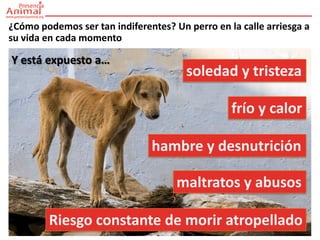 ¿Cómo podemos ser tan indiferentes? Un perro en la calle arriesga a
su vida en cada momento

Y está expuesto a…
                                       soledad y tristeza

                                                 frío y calor

                               hambre y desnutrición

                                     maltratos y abusos

        Riesgo constante de morir atropellado
 