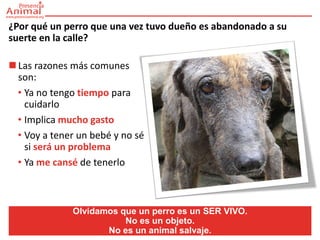 ¿Por qué un perro que una vez tuvo dueño es abandonado a su
suerte en la calle?

 Las razones más comunes
  son:
  • Ya no tengo tiempo para
    cuidarlo
  • Implica mucho gasto
  • Voy a tener un bebé y no sé
    si será un problema
  • Ya me cansé de tenerlo



              Olvidamos que un perro es un SER VIVO.
                         No es un objeto.
                     No es un animal salvaje.
 