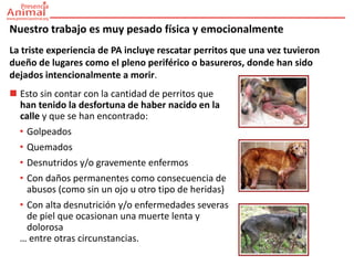 Nuestro trabajo es muy pesado física y emocionalmente
La triste experiencia de PA incluye rescatar perritos que una vez tuvieron
dueño de lugares como el pleno periférico o basureros, donde han sido
dejados intencionalmente a morir.
 Esto sin contar con la cantidad de perritos que
  han tenido la desfortuna de haber nacido en la
  calle y que se han encontrado:
  • Golpeados
  • Quemados
  • Desnutridos y/o gravemente enfermos
  • Con daños permanentes como consecuencia de
    abusos (como sin un ojo u otro tipo de heridas)
  • Con alta desnutrición y/o enfermedades severas
    de piel que ocasionan una muerte lenta y
    dolorosa
  … entre otras circunstancias.
 