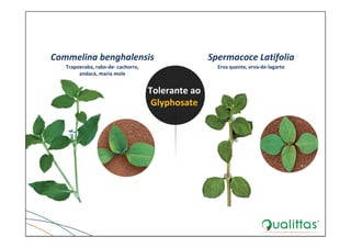 Commelina benghalensis
Trapoeraba, rabo‐de‐ cachorro, 
andacá, maria mole
Spermacoce Latifolia
Erva quente, erva‐de‐lagarto
Tolerante ao 
Glyphosate
 