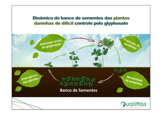 Dinâmica do banco de sementes das plantas
daninhas de difícil controle pelo glyphosate
Banco de Sementes
 