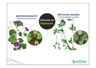 Ipomoea purpurea
Corda‐de‐viola‐roxa, bons‐dias
Merremia cissoides
Corda‐de‐viola‐branca, corriola‐
branca
Tolerante ao 
Glyphosate
 