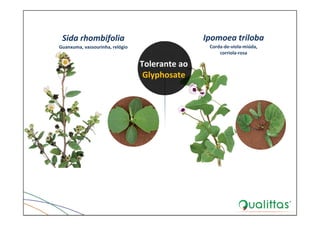 Sida rhombifolia
Guanxuma, vassourinha, relógio
Ipomoea triloba
Corda‐de‐viola‐miúda, 
corriola‐rosa
Tolerante ao 
Glyphosate
 