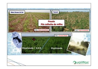 Foto – Pedro Christoffoleti Foto – Pedro Christoffoleti
Glyphosate + 2,4-D Glyphosate
Foto – Fernando Adegas
 