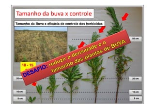 Tamanho da Buva x eficácia de controle dos herbicidas
Tamanho da buva x controle
 