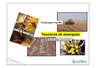 1 2
3
4
5
6
7
8
Touceiras de amargoso
pjchrist@usp.br
15 dias após 5 kg WG
Quando aplicar o graminicida?
 