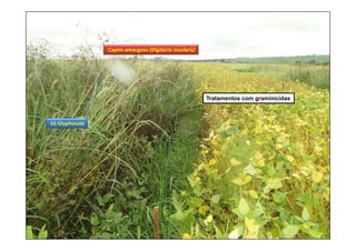 Capim‐amargoso (Digitaria insularis)
Só Glyphosate
Tratamentos com graminicidas
 