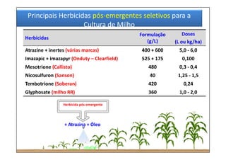 Herbicidas
Formulação 
(g/L)
Doses 
(L ou kg/ha)
Atrazine + inertes (várias marcas) 400 + 600 5,0 ‐ 6,0
Imazapic + imazapyr (Onduty – Clearfield) 525 + 175 0,100
Mesotrione (Callisto) 480 0,3 ‐ 0,4
Nicosulfuron (Sanson) 40 1,25 ‐ 1,5
Tembotrione (Soberan) 420 0,24
Glyphosate (milho RR) 360 1,0 ‐ 2,0
Principais Herbicidas pós‐emergentes seletivos para a 
Cultura de Milho
+ Atrazina + Óleo
Herbicida pós‐emergente
 
