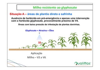 Milho resistente ao glyphosate
Aplicação
Milho – V2 a V6
Glyphosate + Atrazina + Óleo
Situação A – áreas de plantio direto e safrinha
Ausência de herbicida em pré-emergência e apenas uma intervenção
com o herbicida glyphosate, provavelmente próximo de V4.
Áreas com baixa pressão de infestação de plantas daninhas.
V4
 