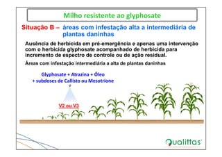 Milho resistente ao glyphosate
Glyphosate + Atrazina + Óleo
+ subdoses de Callisto ou Mesotrione
Situação B – áreas com infestação alta a intermediária de
plantas daninhas
Ausência de herbicida em pré-emergência e apenas uma intervenção
com o herbicida glyphosate acompanhado de herbicida para
incremento de espectro de controle ou de ação residual.
Áreas com infestação intermediária a alta de plantas daninhas
V2 ou V3
 