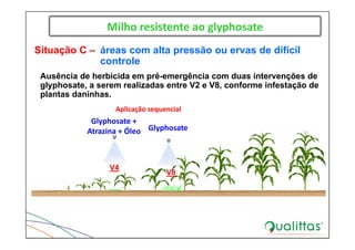 Milho resistente ao glyphosate
Glyphosate + 
Atrazina + Óleo
Situação C – áreas com alta pressão ou ervas de difícil
controle
Ausência de herbicida em pré-emergência com duas intervenções de
glyphosate, a serem realizadas entre V2 e V8, conforme infestação de
plantas daninhas.
V4
Glyphosate
V8
Aplicação sequencial
 