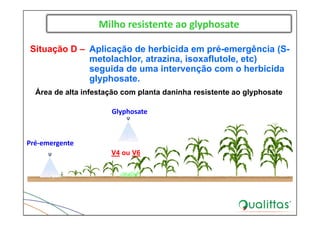 Milho resistente ao glyphosate
Pré‐emergente
Situação D – Aplicação de herbicida em pré-emergência (S-
metolachlor, atrazina, isoxaflutole, etc)
seguida de uma intervenção com o herbicida
glyphosate.
Área de alta infestação com planta daninha resistente ao glyphosate
Glyphosate
V4 ou V6
 