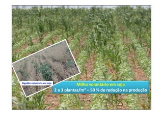 Milho voluntário em soja
2 a 3 plantas/m2 – 50 % de redução na produção
pjchrist@usp.br
Algodão voluntário em soja
 
