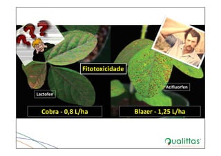 Cobra ‐ 0,8 L/ha Blazer ‐ 1,25 L/ha
Lactofen
Acifluorfen
Fitotoxicidade
 