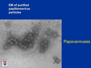 EM of purified
papillomavirus
particles
Papovaviruses
 